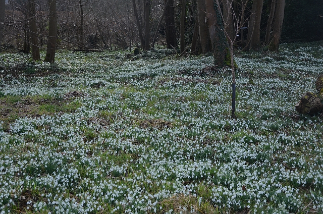 20 02 12_6172.JPG - KINGSTON LACY, DORSET - SNOWDROPS